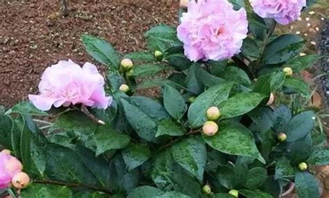 茶花種植 禁忌